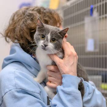 Domestic Short Hair Cats Available for Adoption - CHOWDER | PetCurious