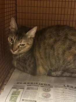 Dolly -  Domestic Short Hair Cat for Adoption in Austin, Texas - Dolly | PetCurious