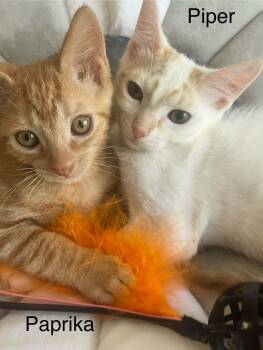 Piper & Paprika -  Tabby Cat for Adoption in Wyandotte, Michigan - Piper & Paprika | PetCurious