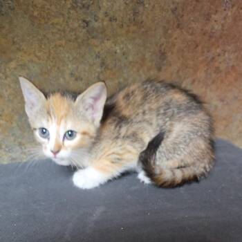 Calico and Tortoiseshell Cats Available for Adoption in Clarksville, Virginia - Egyptian Lilly | PetCurious