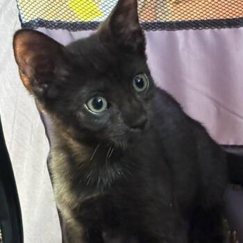 CJ -  Domestic Short Hair Cat for Adoption in Jupiter, Florida - CJ | PetCurious