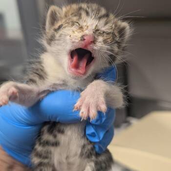 Hide -  Domestic Short Hair Cat for Adoption in Greenville, South Carolina - Hide | PetCurious