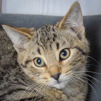 Rescue Tabby and Domestic Short Hair Cats for Adoption in Huntley, Illinois - Frosting | PetCurious