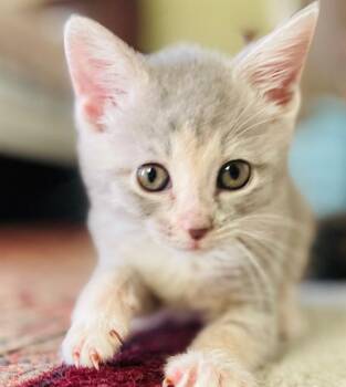 Domestic Short Hair Cats Available for Adoption in Charlotte, North Carolina - CHIQUITA | PetCurious