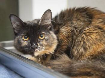 ZARA -  Domestic Short Hair Cat for Adoption in Phoenix, Arizona - ZARA | PetCurious