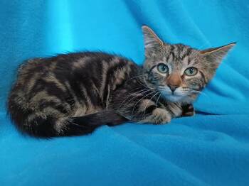 Dipstick -  Domestic Short Hair Cat for Adoption in Morgantown, West Virginia - Dipstick | PetCurious