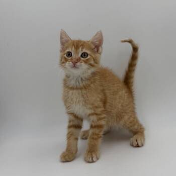 Megaflash -  Domestic Short Hair Cat for Adoption in State College, Pennsylvania - Megaflash | PetCurious