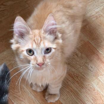 Hades -  Domestic Long Hair Cat for Adoption in Richland, Michigan - Hades | PetCurious