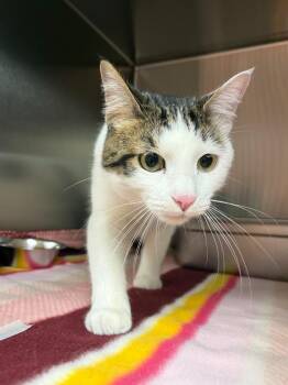 Lucky -  Domestic Short Hair Cat for Adoption in Logan, Utah - Lucky | PetCurious