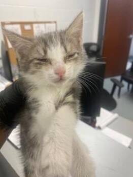 Domestic Short Hair Cats Available for Adoption in St. Cloud, Florida - KEN | PetCurious