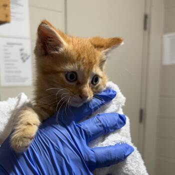 Miso -  red collar -  Domestic Short Hair Cat for Adoption in Milton, Florida - Miso -  Red Collar | PetCurious