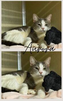 Domestic Short Hair Cats Available for Adoption in Pierceton, Indiana - Aurora | PetCurious