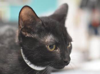 Meara -  Domestic Short Hair Cat for Adoption in Portland, Oregon - Meara | PetCurious