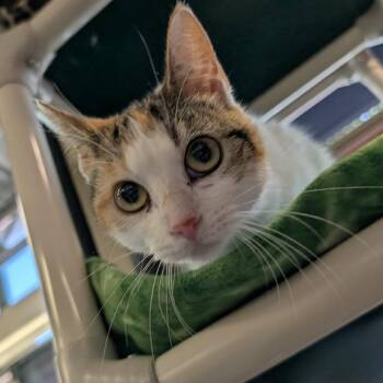 Priam -  Domestic Short Hair Cat for Adoption in Dekalb, Illinois - Priam | PetCurious