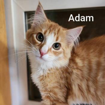 Adam -  Domestic Medium Hair Cat for Adoption in Spokane, Washington - Adam | PetCurious