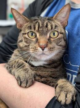 Rescue Domestic Short Hair Cats for Adoption in Canfield, Ohio - GOMEZ | PetCurious