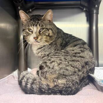 Domestic Short Hair Cats Available for Adoption in Pauls Valley, Oklahoma - Ledsen | PetCurious