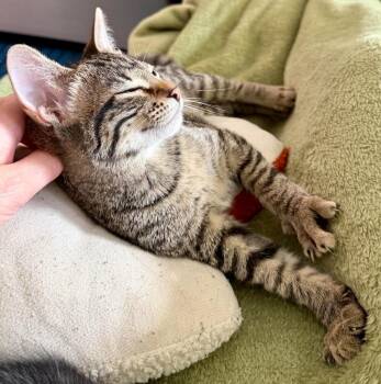 Daisy -  Domestic Short Hair Cat for Adoption in Millcreek, Utah - Daisy | PetCurious