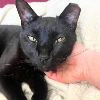 Rescue Domestic Short Hair Cats for Adoption - Rego | PetCurious