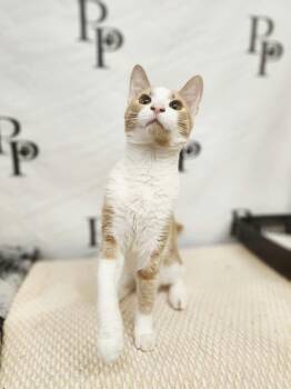 Lebron -  Domestic Short Hair Cat for Adoption in Social Circle, Georgia - Lebron | PetCurious