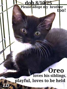 Rescue American Shorthair Cats for Adoption in Staunton, Virginia - Oreo. Stripers.  Stripey   Smokey. Blackstar | PetCurious