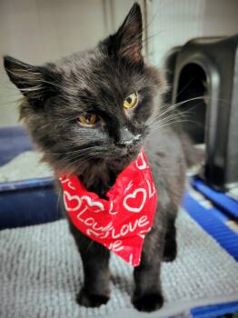 Domestic Long Hair Cats Available for Adoption - Cider | PetCurious
