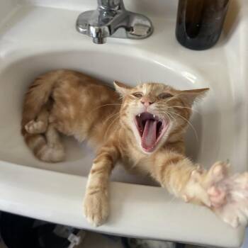 Olive -  Domestic Short Hair Cat for Adoption in Costa Mesa, California - Olive | PetCurious