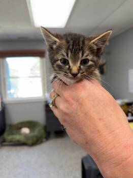 Domestic Short Hair Cats Available for Adoption in Bryan, Ohio - Alto | PetCurious