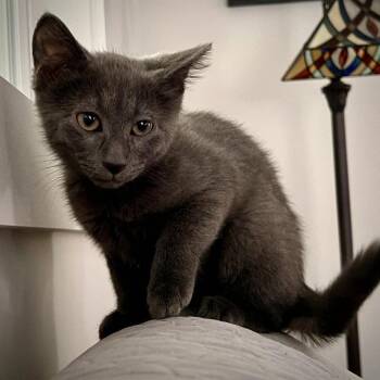 Tripp -  Domestic Short Hair Cat for Adoption in Candler, North Carolina - Tripp | PetCurious