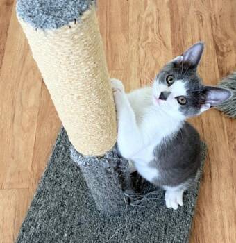 Dianna -  Domestic Short Hair Cat for Adoption in Ocala, Florida - Dianna | PetCurious