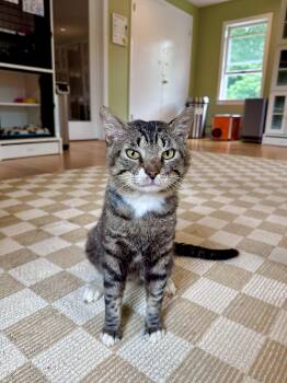 Monty -  Domestic Short Hair Cat for Adoption in Ramsey, New Jersey - Monty | PetCurious