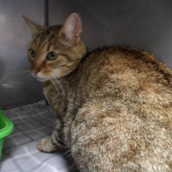 Kiki -  Domestic Short Hair Cat for Adoption in New York, New York - Kiki | PetCurious