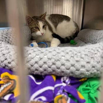 Lasagna -  Domestic Short Hair Cat for Adoption in Mankato, Minnesota - Lasagna | PetCurious