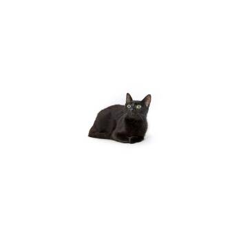 Blackberry -  Domestic Short Hair Cat for Adoption in Los Angeles, California - Blackberry | PetCurious