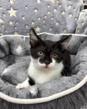 Kneazle -  Domestic Short Hair Cat for Adoption in White Oak, Pennsylvania - Kneazle | PetCurious