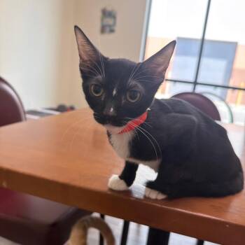 Rose -  Domestic Short Hair Cat for Adoption in Las Vegas, Nevada - Rose | PetCurious
