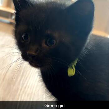 Hera -  Domestic Short Hair Cat Available for Adoption in Monroe, Michigan - Hera | PetCurious