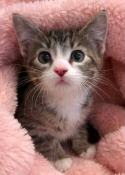 Domestic Short Hair Cats Available for Adoption - Scamper | PetCurious