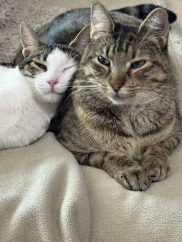 Olive & Abbey -  Tabby Cat for Adoption in Midlothian, Texas - Olive & Abbey | PetCurious