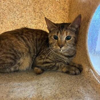 Domestic Short Hair Cats Available for Adoption - Lacy | PetCurious