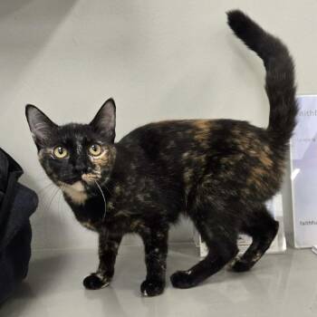 Domestic Short Hair Cats Available for Adoption - Chickpea | PetCurious