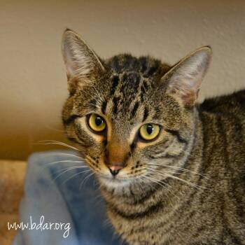 Tubs -  Domestic Short Hair Cat for Adoption in Cheyenne, Wyoming - Tubs | PetCurious