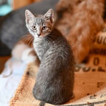 Sam -  Domestic Short Hair Cat for Adoption in Dallas, Texas - Sam | PetCurious