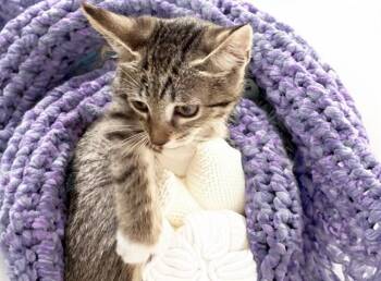 TIPPY -  Domestic Short Hair Cat for Adoption in Fort Lauderdale, Florida - TIPPY | PetCurious