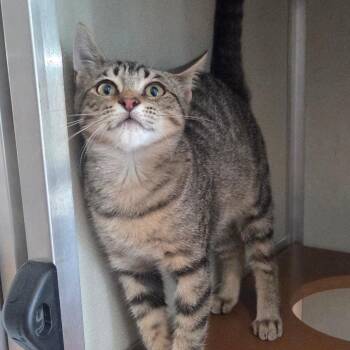 Crackerjack -  Domestic Short Hair Cat for Adoption in Chattanooga, Tennessee - Crackerjack | PetCurious