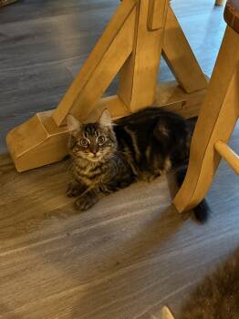 Rescue Domestic Medium Hair Cats for Adoption in Vancouver, Washington - Jess (Patrick) | PetCurious