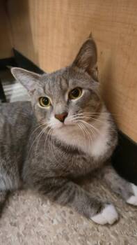 Frito -  Domestic Short Hair Cat for Adoption in Melrose, Massachusetts - Frito | PetCurious