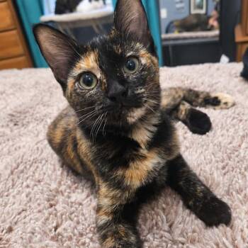 Scrunchie -  Domestic Short Hair Cat for Adoption in Fairway, Kansas - Scrunchie | PetCurious