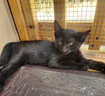 Walter -  Domestic Short Hair Cat for Adoption in Yarnell, Arizona - Walter | PetCurious