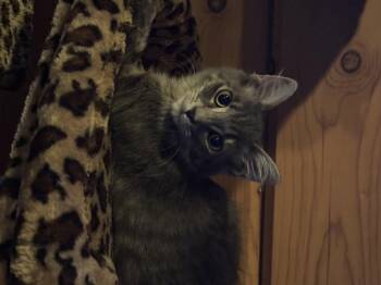 Rescue Domestic Medium Hair Cats for Adoption in Marion, North Carolina - Delilah Fur | PetCurious